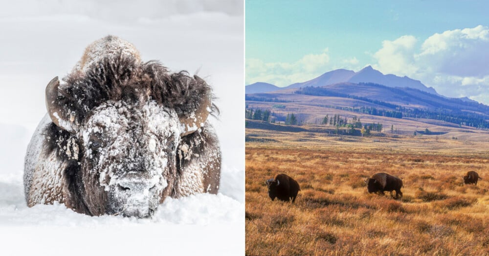 Left: A bison covered in snow lies in a snowy field. Right: Several bison graze in a grassy plain with mountains and blue sky in the background.
