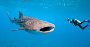 A scuba diver swims alongside a large whale shark in clear blue water while holding a camera.