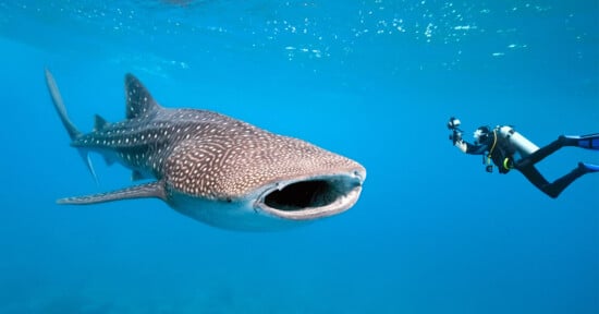 A scuba diver swims alongside a large whale shark in clear blue water while holding a camera.