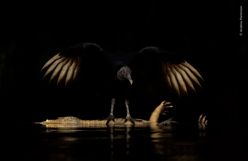 A black vulture stands with wings spread wide atop the carcass of a caiman floating in dark water.