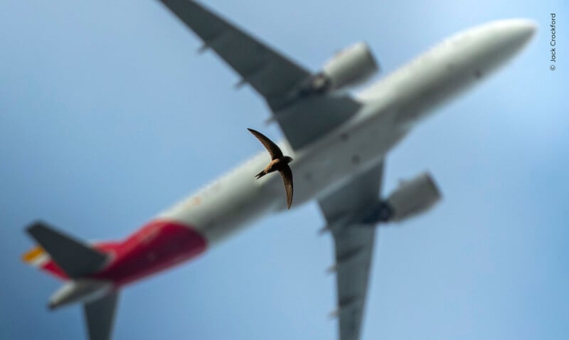 A small bird flies in the foreground, silhouetted against a large, out-of-focus passenger airplane in the sky.