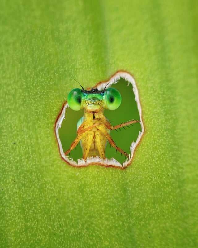 A small, bright green and yellow damselfly peers through a jagged hole in a large, textured green leaf.