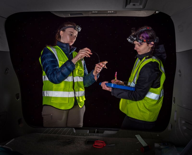 Two researchers in high-visibility vests and headlamps examine a frog with a tracking device in the back of a vehicle.