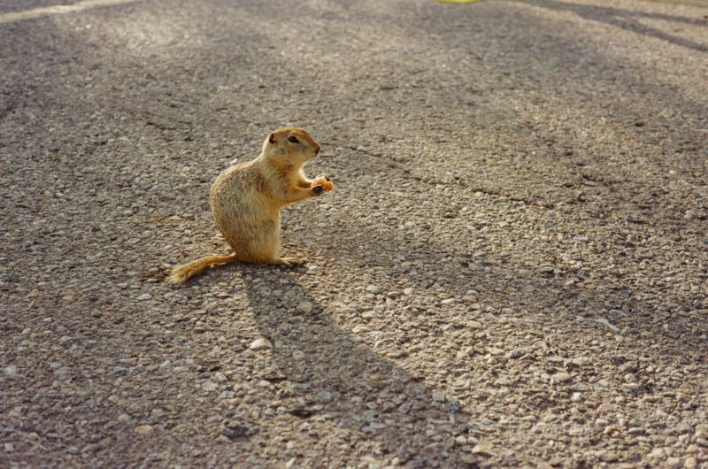 A ground squirrel stands on its hind legs on a paved surface, holding a small piece of food in its front paws.