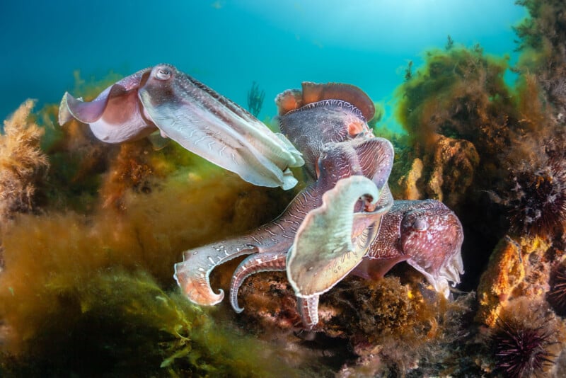 Three cuttlefish with mottled brown and white skin patterns swim among seaweed and coral in clear blue water.