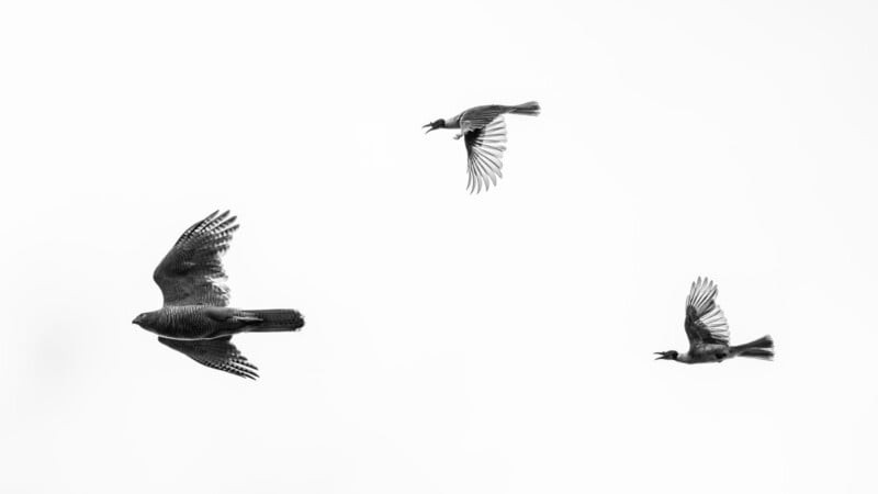A large bird of prey flies toward the left while two smaller birds fly toward the right against a plain white sky.