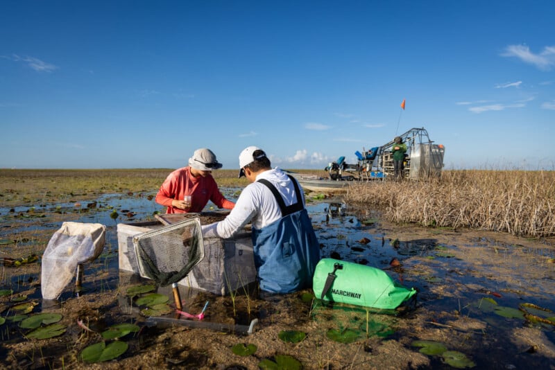 Two researchers in waders and hats work in a shallow wetland, examining a mesh enclosure while an airboat sits nearby.