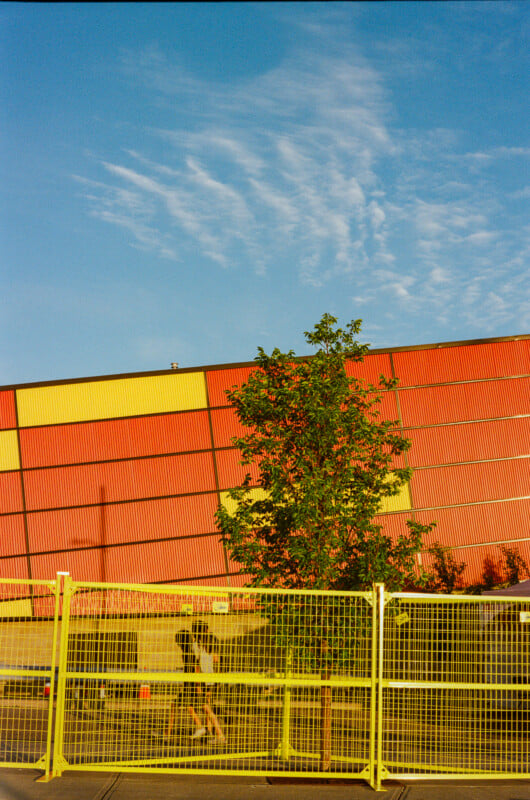 A young tree stands in front of a corrugated red and yellow wall, partially obscured by a yellow metal construction fence.