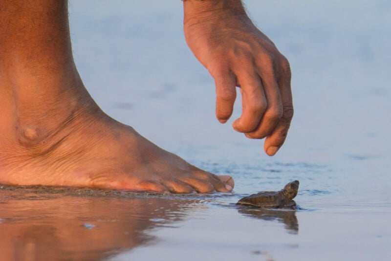 A person's bare foot and hand reach toward a tiny sea turtle crawling on a wet, sandy beach.