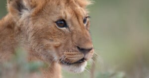 A close-up profile view of a young lion cub with golden-brown fur looking toward the right.
