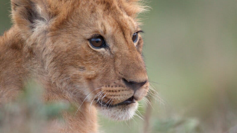 A close-up profile view of a young lion cub with golden-brown fur looking toward the right.