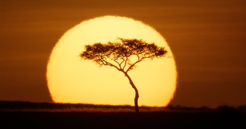 A lone acacia tree stands in silhouette against a massive, bright yellow sun setting over a dark, grassy horizon.