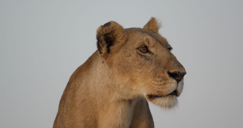 A side profile of a lioness looking to the right against a plain, light-colored background.