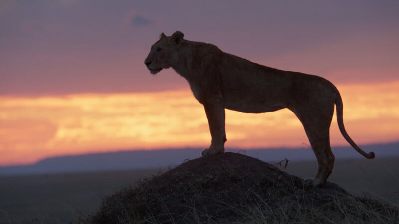 A lioness stands in silhouette atop a grassy mound against a vibrant orange and purple sunset.