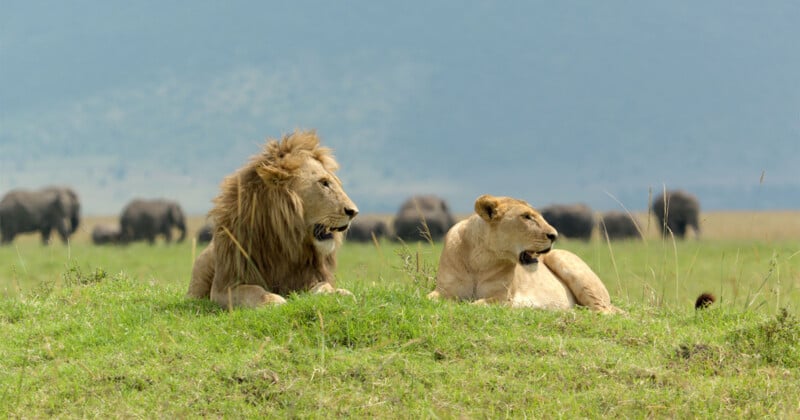 A male lion with a full mane and a lioness rest together in the grass, with several elephants visible in the background.