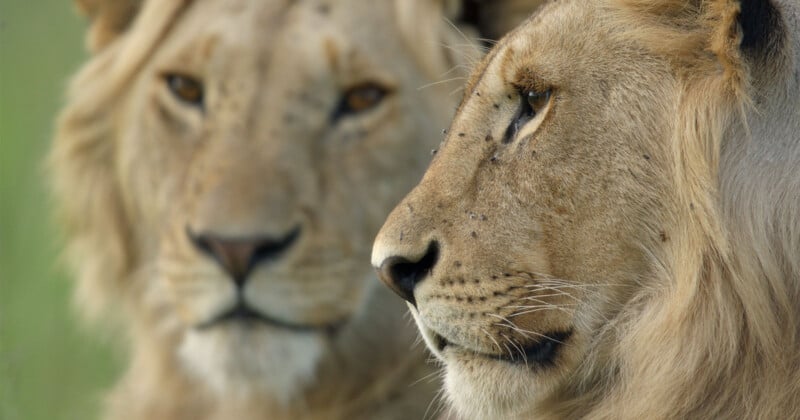 Two lions are shown in close-up, with one in sharp focus in profile on the right and another slightly blurred facing forward on the left.