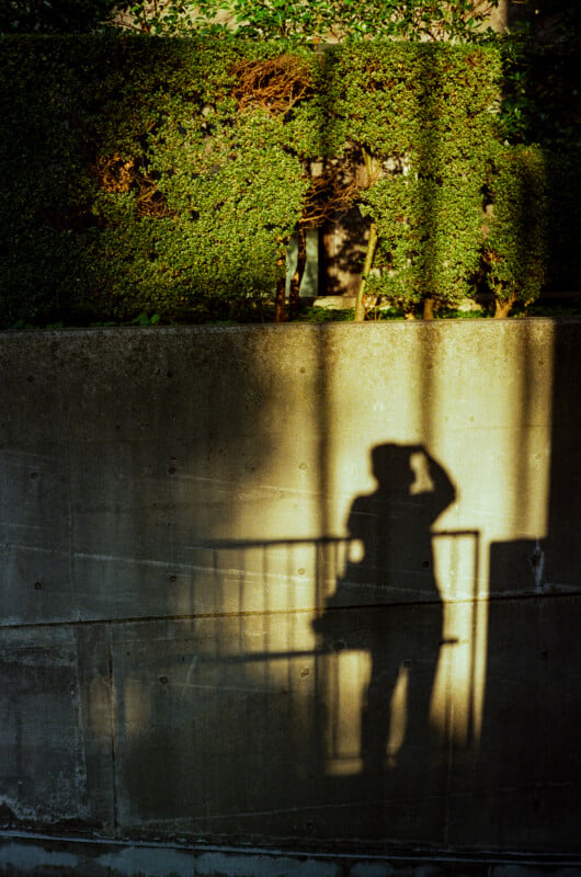 The shadow of a person holding a camera is cast onto a concrete wall beneath a manicured hedge.