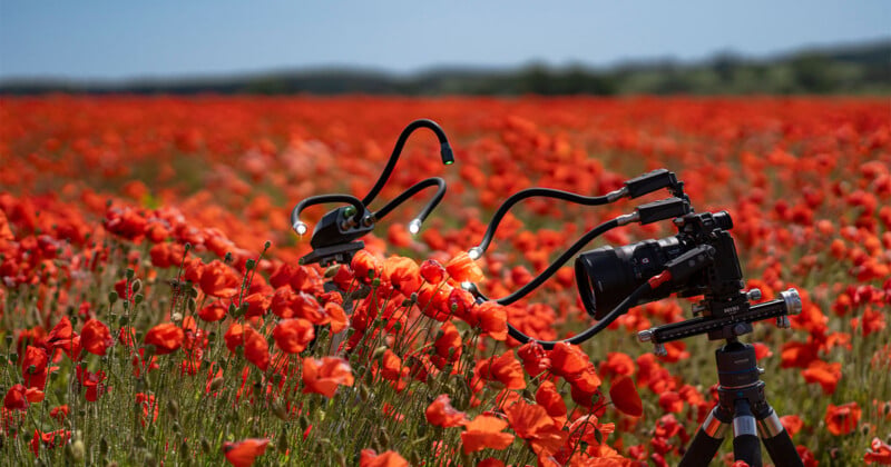 A camera on a tripod with flexible macro lighting arms is positioned in a field of red poppies.