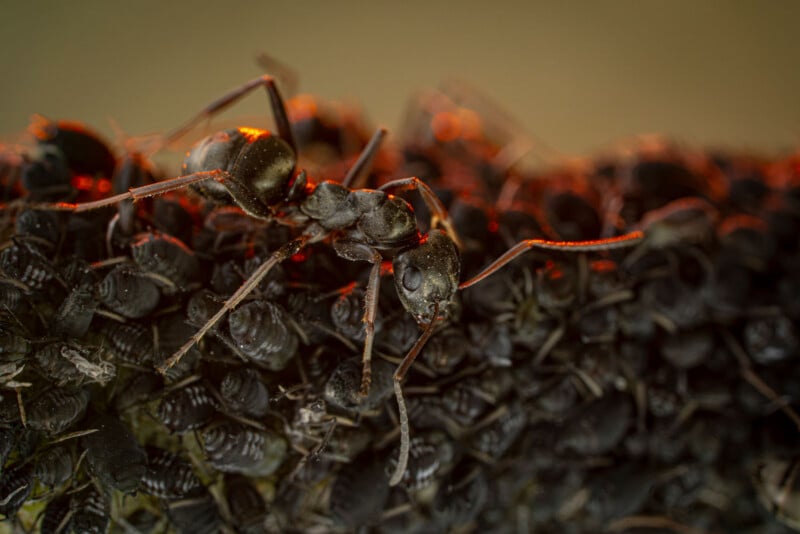 A black ant stands on a dense cluster of small, dark aphids on a plant stem, illuminated by warm, golden light.