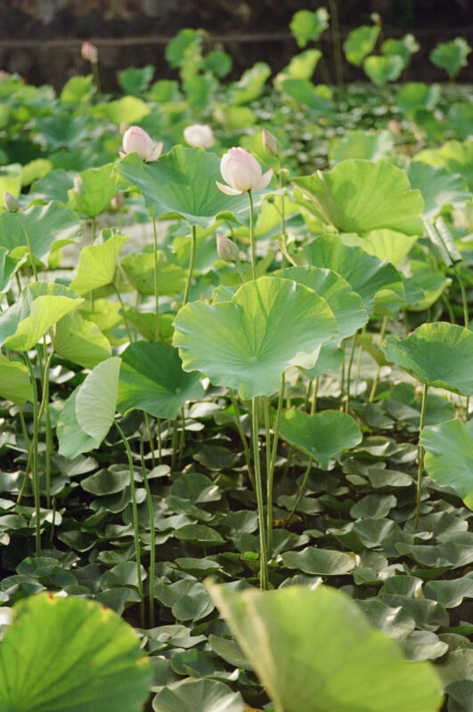 A cluster of pink lotus flowers and large, round green leaves growing in a pond.
