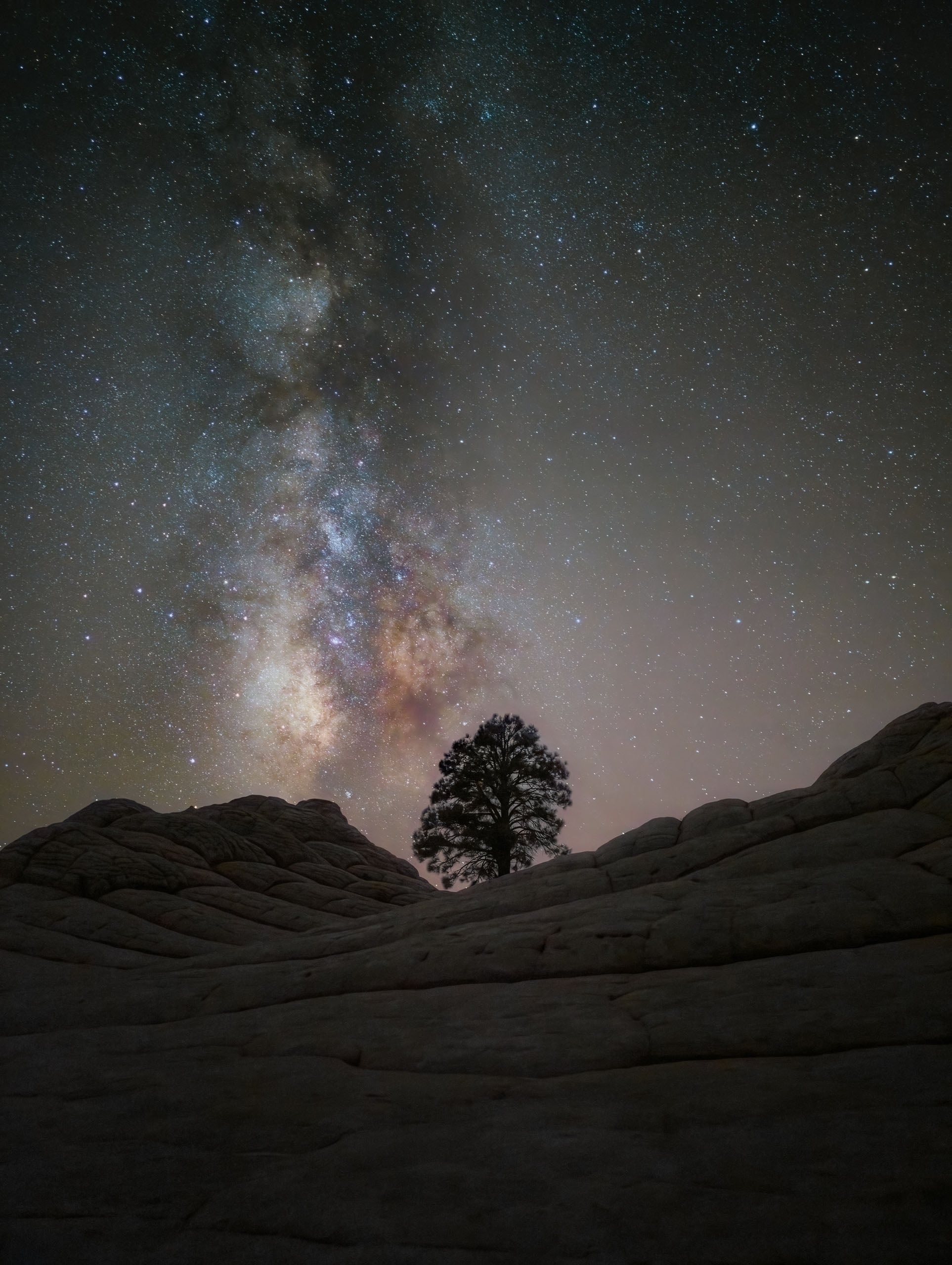 A lone pine tree stands silhouetted against a starry night sky featuring the bright, colorful band of the Milky Way.
