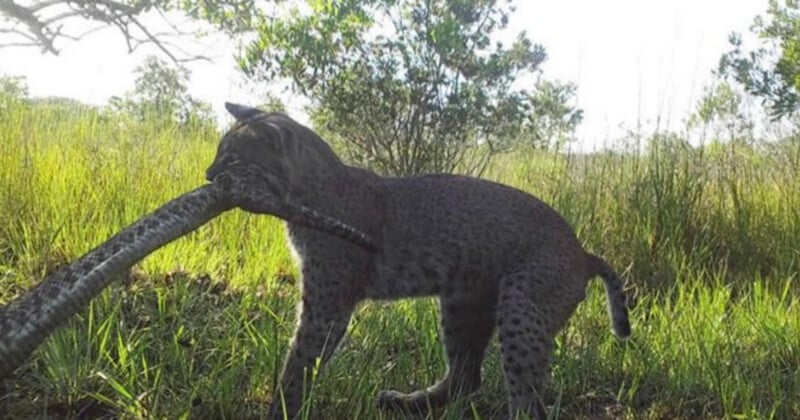 A bobcat stands in a grassy field holding a large snake in its mouth.