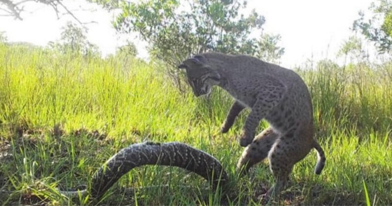 A bobcat stands on its hind legs in tall grass, looking down at a large, coiled rattlesnake.