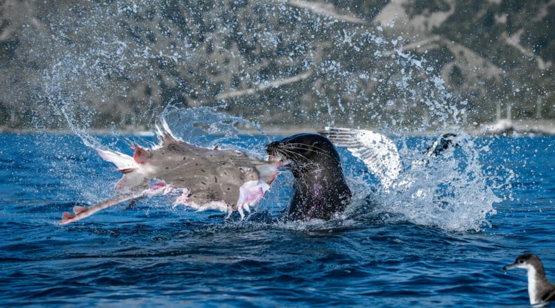 A sea lion emerges from the water with a large, partially consumed ray in its mouth, surrounded by a dramatic splash.