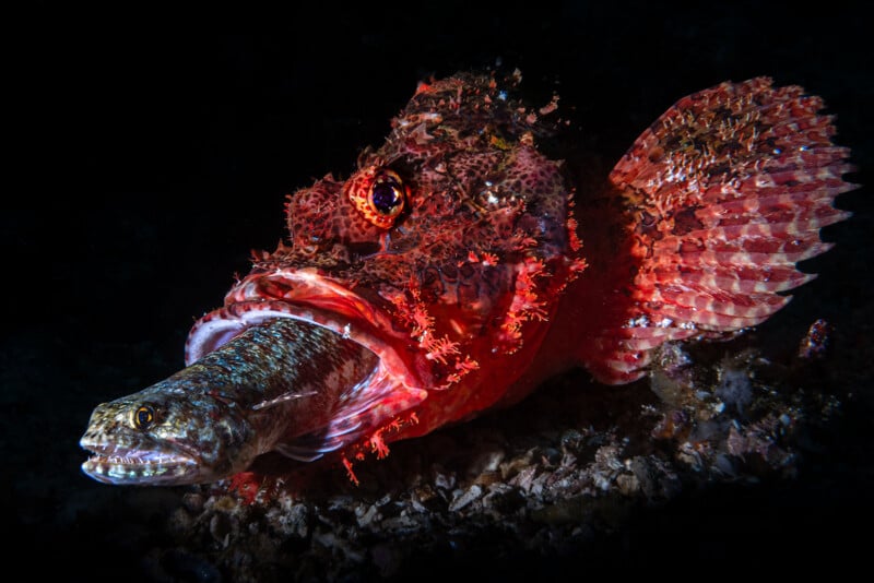 A large, mottled red scorpionfish rests on the seabed, swallowing a smaller, slender fish head-first.