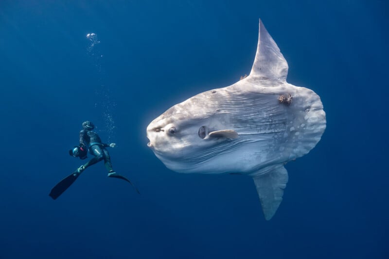 A scuba diver swims alongside a large, flat-bodied ocean sunfish in deep blue water.