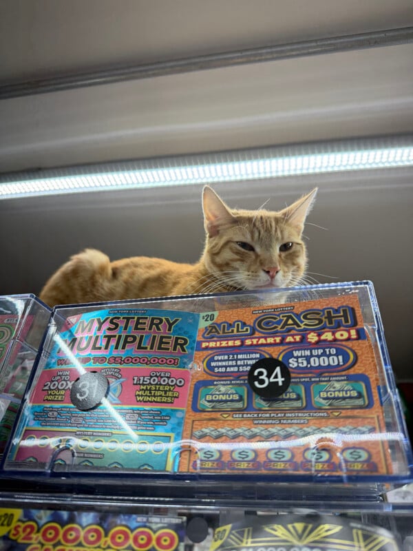 An orange tabby cat rests on top of a lottery ticket display case containing Mystery Multiplier and All Cash scratch-off tickets.
