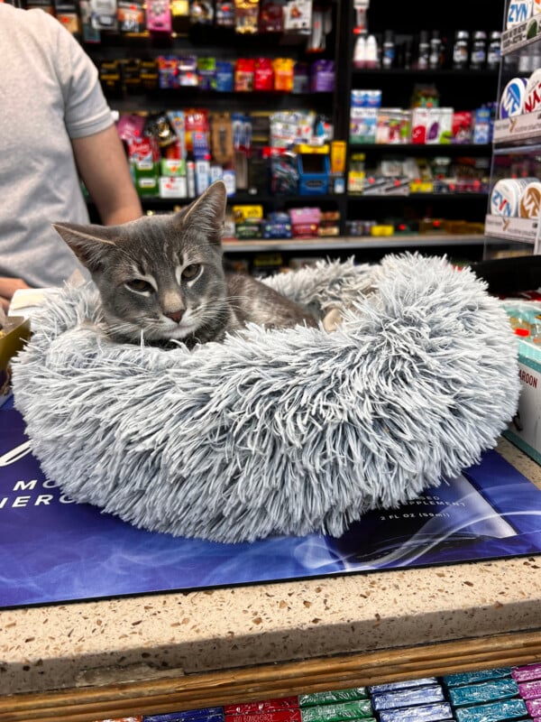 A gray tabby cat rests in a round, fluffy, light gray bed on a store counter in front of shelves stocked with various products.