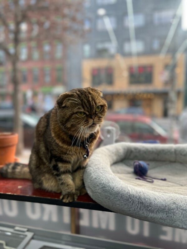 A brown tabby Scottish Fold cat with folded ears sits on a ledge next to a gray plush pet bed in front of a window.