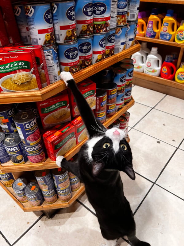 A black and white cat stands on its hind legs, reaching up to touch a shelf stocked with cans of soup and boxes of noodle mix.