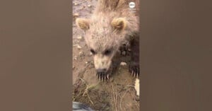 A brown bear cub stands in mud, looking down with its long, light-colored claws visible.