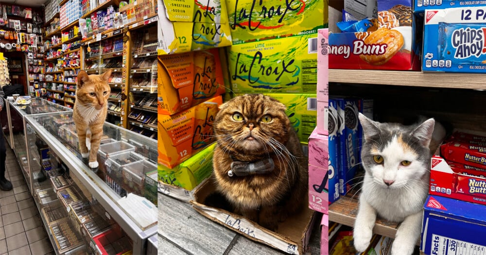 A three-panel collage shows three different cats in a store: an orange tabby walking on a glass display case, a brown tabby wearing a bow tie sitting in a LaCroix box, and a calico cat resting on a shelf next to snack boxes.