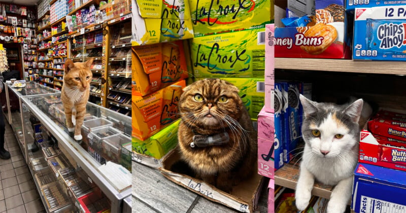  an orange tabby walking on a glass display case, a brown tabby wearing a bow tie sitting in a LaCroix box, and a calico cat resting on a shelf next to snack boxes.