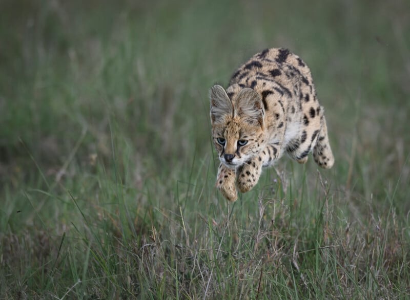 A serval leaps through tall grass, its body suspended in mid-air with its front paws tucked forward.
