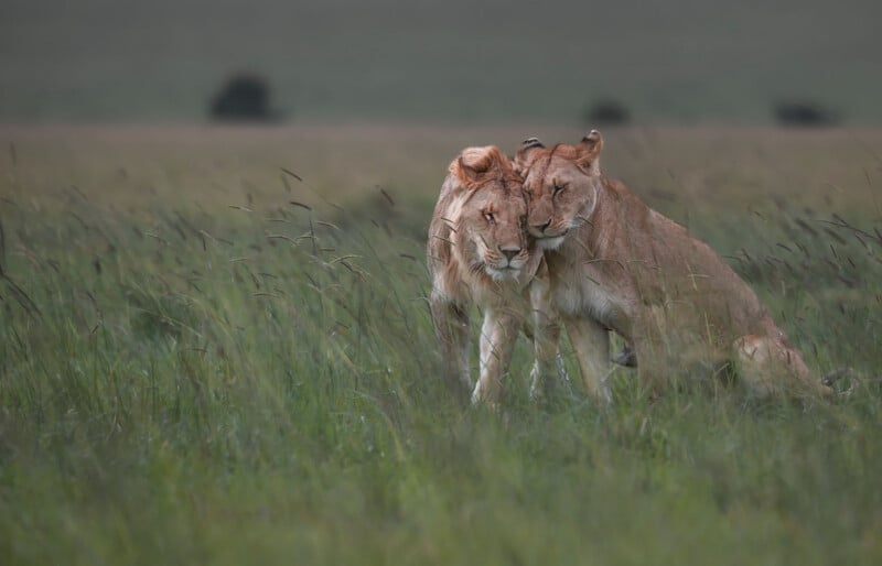 A male and female lion stand close together in tall grass, with the female leaning her head against the male's face.
