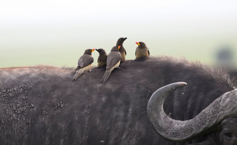 Five red-billed oxpeckers perch on the back of a large African buffalo.