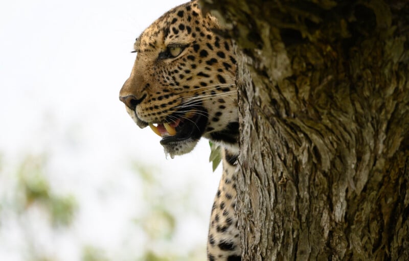 A leopard peers from behind a tree trunk, showing its teeth and a drop of saliva hanging from its mouth.