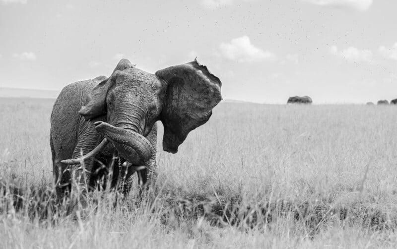 A black and white image of an elephant standing in tall grass with its trunk curled, surrounded by many small flying insects.