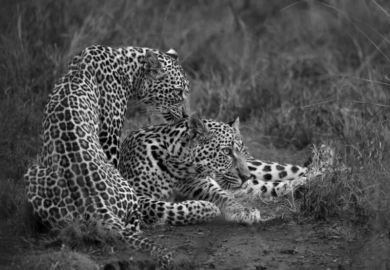 Two leopards rest in tall grass, with one standing and grooming the back of the other, which is lying down.