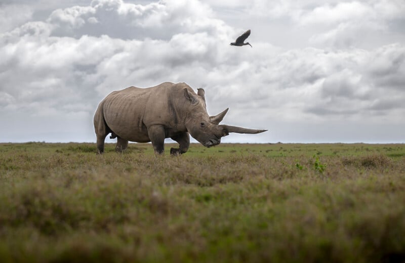 A rhinoceros walks through a grassy field under a cloudy sky as a bird flies overhead.