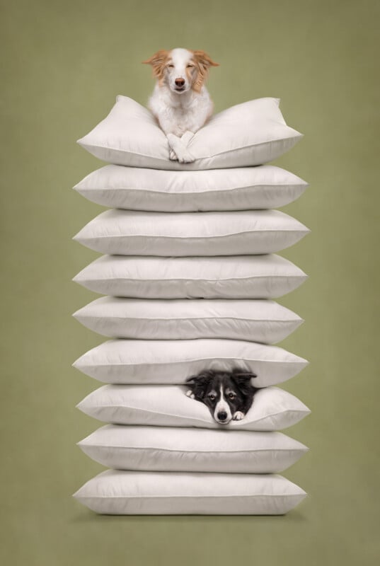 A stack of ten white pillows against a green background, with a light-colored dog resting on top and a black and white dog peeking out from between the seventh and eighth pillows.
