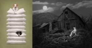 A split-screen image showing a dog perched atop a tall stack of pillows on the left, and a dog standing on a stone wall in front of a dilapidated barn under a full moon on the right.