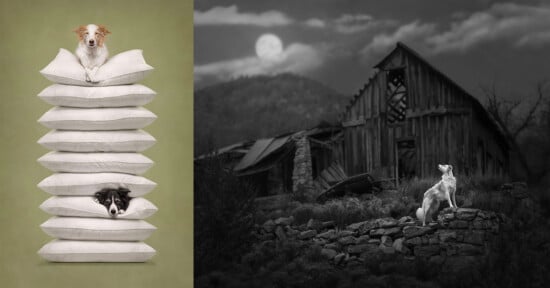 A split-screen image showing a dog perched atop a tall stack of pillows on the left, and a dog standing on a stone wall in front of a dilapidated barn under a full moon on the right.