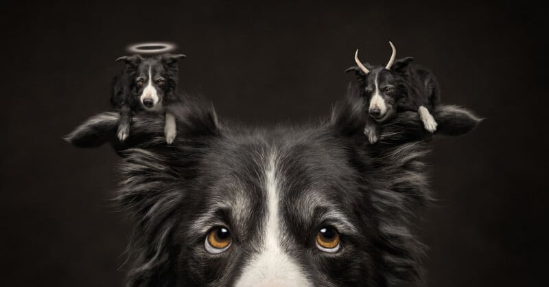 A close-up of a border collie's face with a small angel dog with a halo on its left ear and a small devil dog with horns on its right.