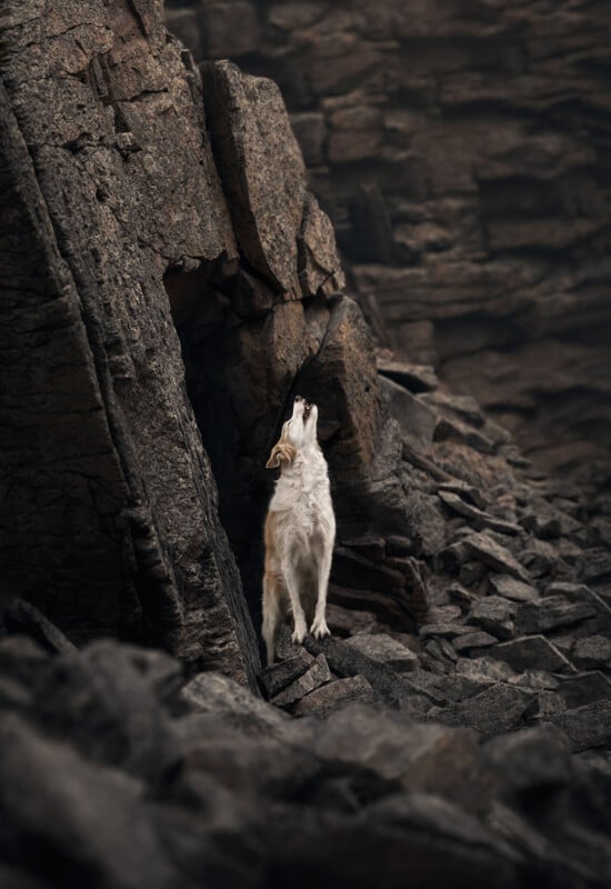 A white and tan dog stands on a rocky outcrop in front of a dark stone cliff, looking upward with its mouth open.