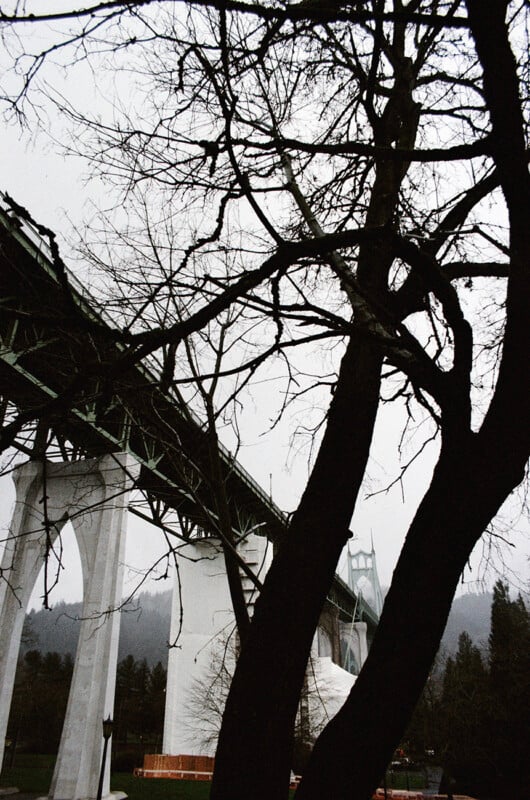 A large, bare tree stands in the foreground, partially obscuring a tall, green steel bridge supported by white concrete pillars.